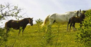 La Porta dei Parchi Turismo Abruzzo Eventi Giugno 2018